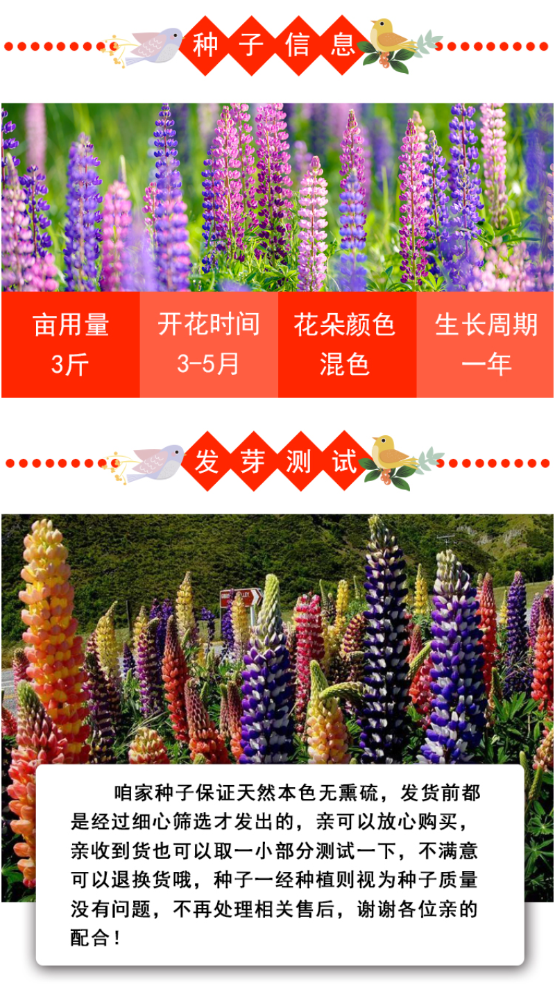 鲁冰花种子四季易活花籽羽扇豆种子多年生宿根花卉庭院室外