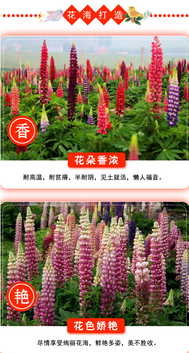 鲁冰花种子四季易活花籽羽扇豆种子多年生宿根花卉庭院室外