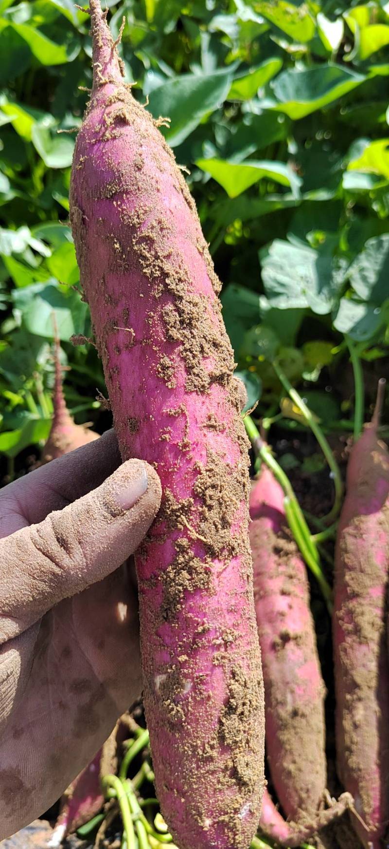 秦薯5号大量上市大荔产地品质供货诚信经营欢迎采购