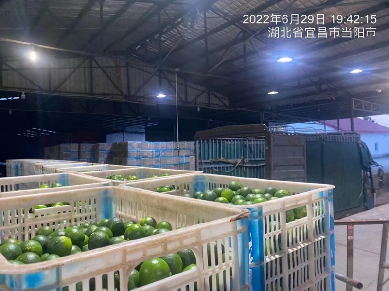 【小青柑】青桔湖北精品小青柑新鲜采摘欢迎采购