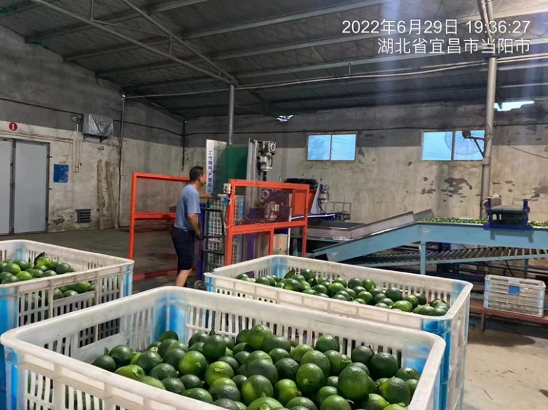 【小青柑】青桔湖北精品小青柑新鲜采摘欢迎采购