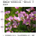 美丽月见草花种籽子多年生花海一年四季开花易活室外庭院景观