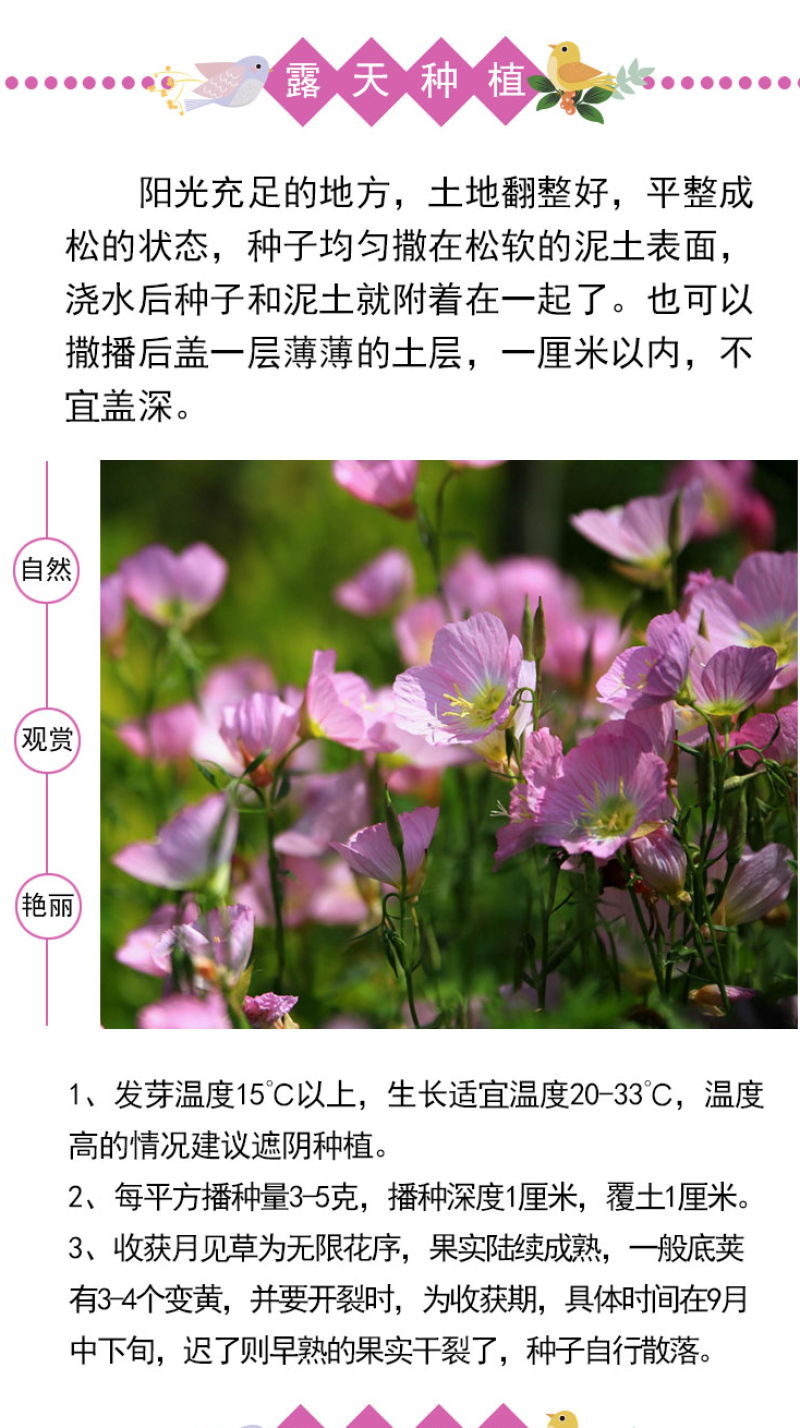 美丽月见草花种籽子多年生花海一年四季开花易活室外庭院景观