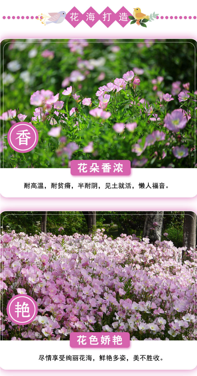 美丽月见草花种籽子多年生花海一年四季开花易活室外庭院景观