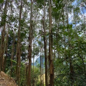 桉树