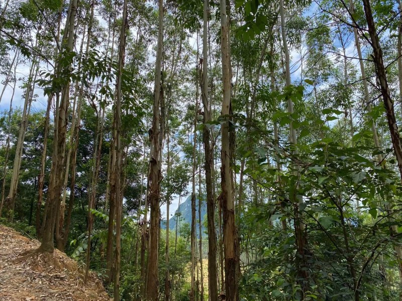 桉树