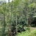 桉树