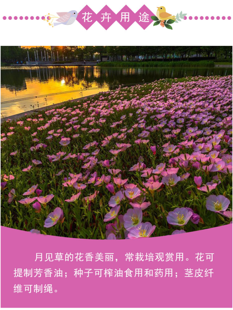 美丽月见草花种籽子多年生花海一年四季开花易活室外庭院景观
