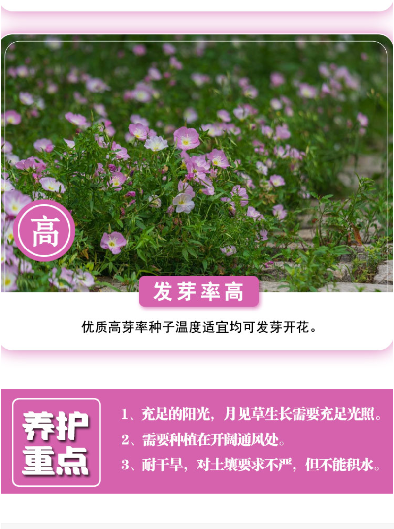 美丽月见草花种籽子多年生花海一年四季开花易活室外庭院景观
