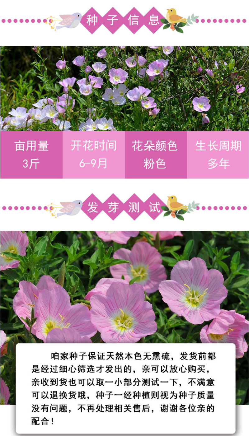 美丽月见草花种籽子多年生花海一年四季开花易活室外庭院景观