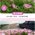 美丽月见草花种籽子多年生花海一年四季开花易活室外庭院景观
