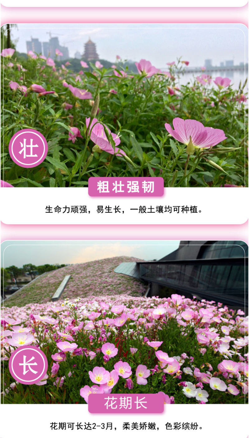 美丽月见草花种籽子多年生花海一年四季开花易活室外庭院景观