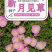 美丽月见草花种籽子多年生花海一年四季开花易活室外庭院景观