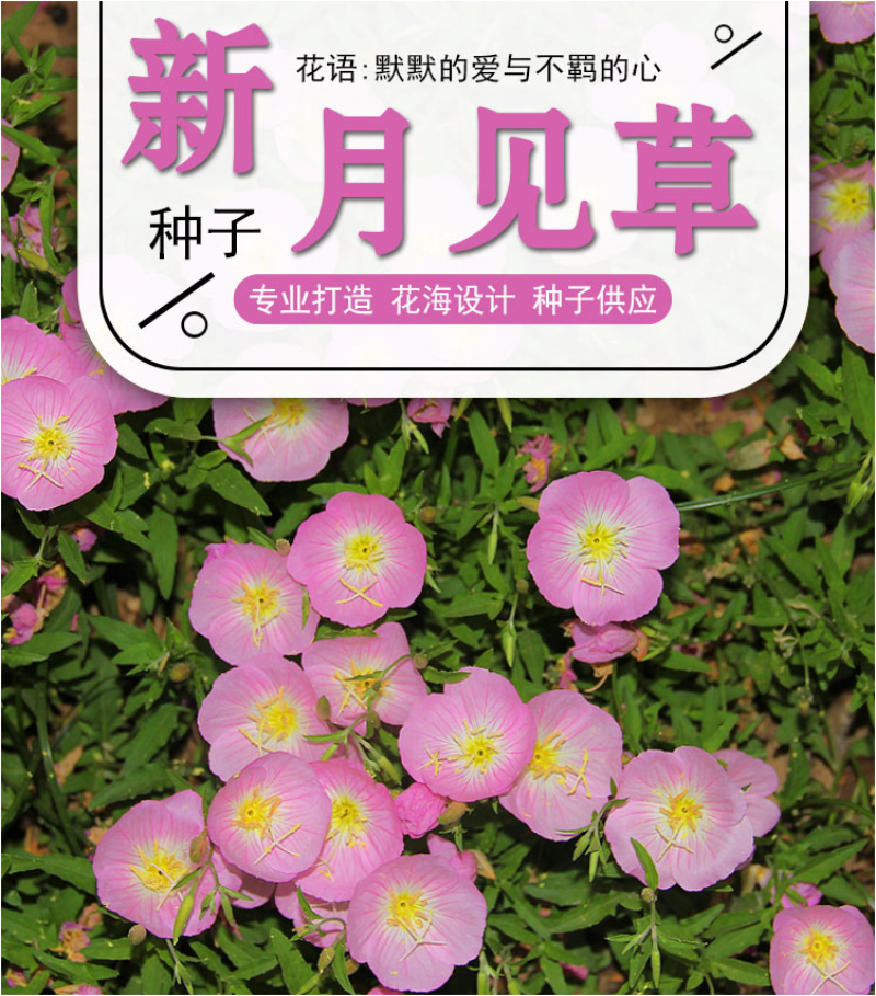 美丽月见草花种籽子多年生花海一年四季开花易活室外庭院景观