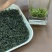 湖北绿茶毛尖茶恩施农村茶叶乡下茶明前茶春茶
