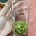 湖北绿茶毛尖茶恩施农村茶叶乡下茶明前茶春茶