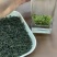 湖北绿茶毛尖茶恩施农村茶叶乡下茶明前茶春茶
