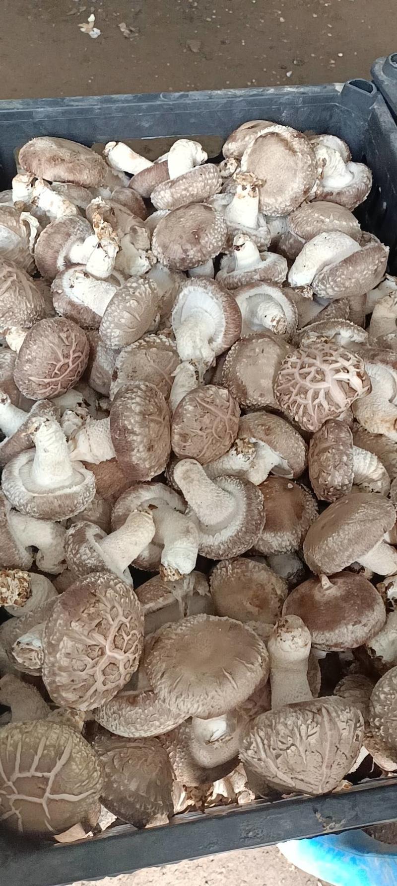 高原白面菇香菇甘肃天祝藏族自治县鲜香菇，花菇！大量供