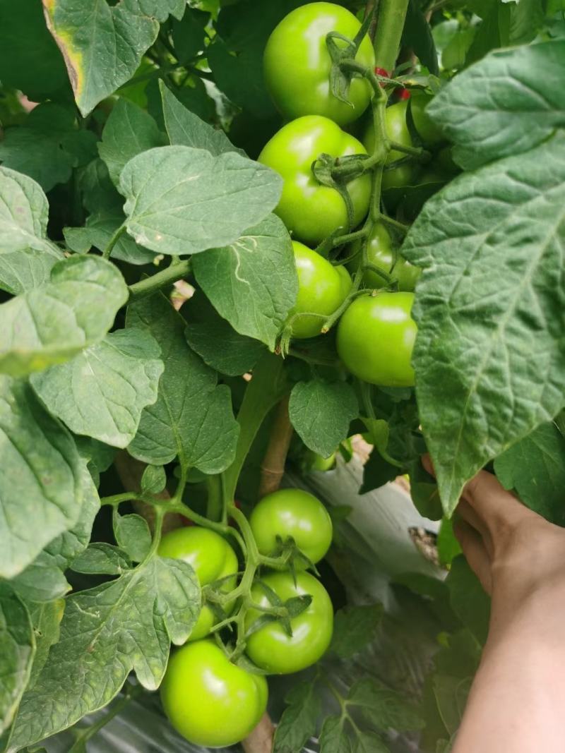 小金豆，长豆角偏豆无筋豆大量有货