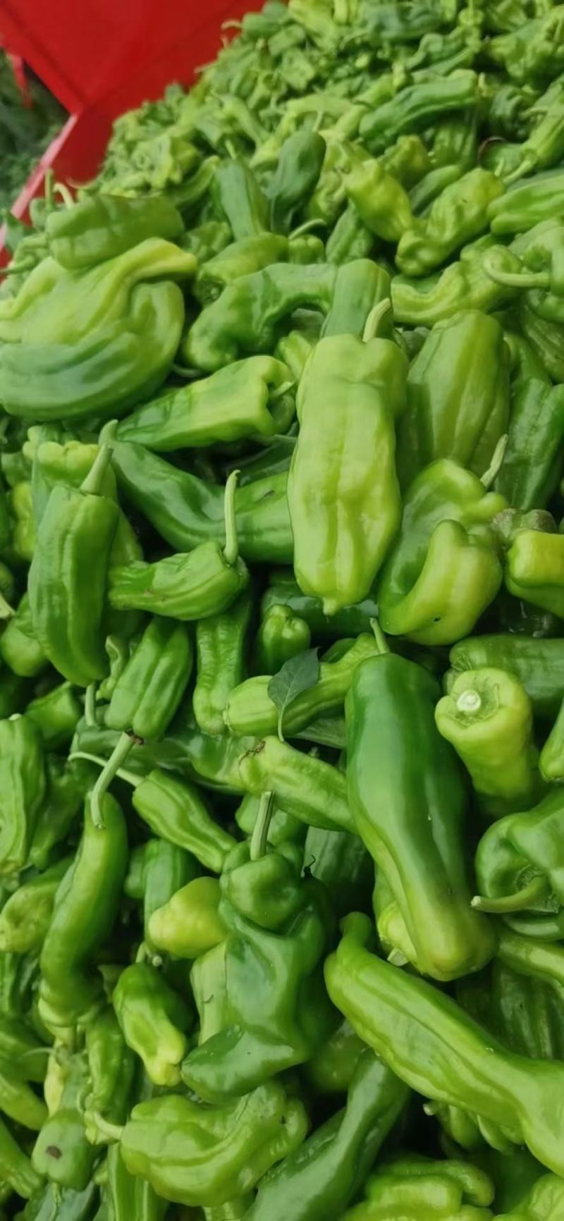 小金豆，长豆角偏豆无筋豆大量有货