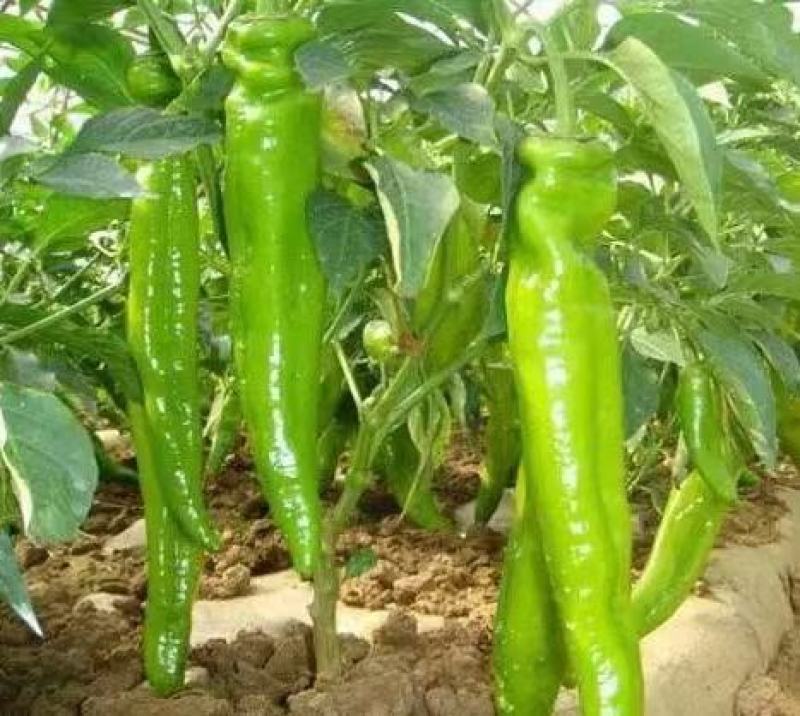 小金豆，长豆角偏豆无筋豆大量有货