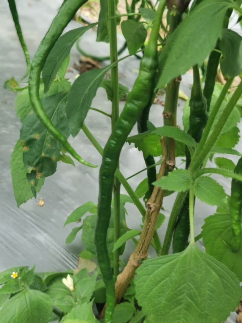 小金豆，长豆角偏豆无筋豆大量有货