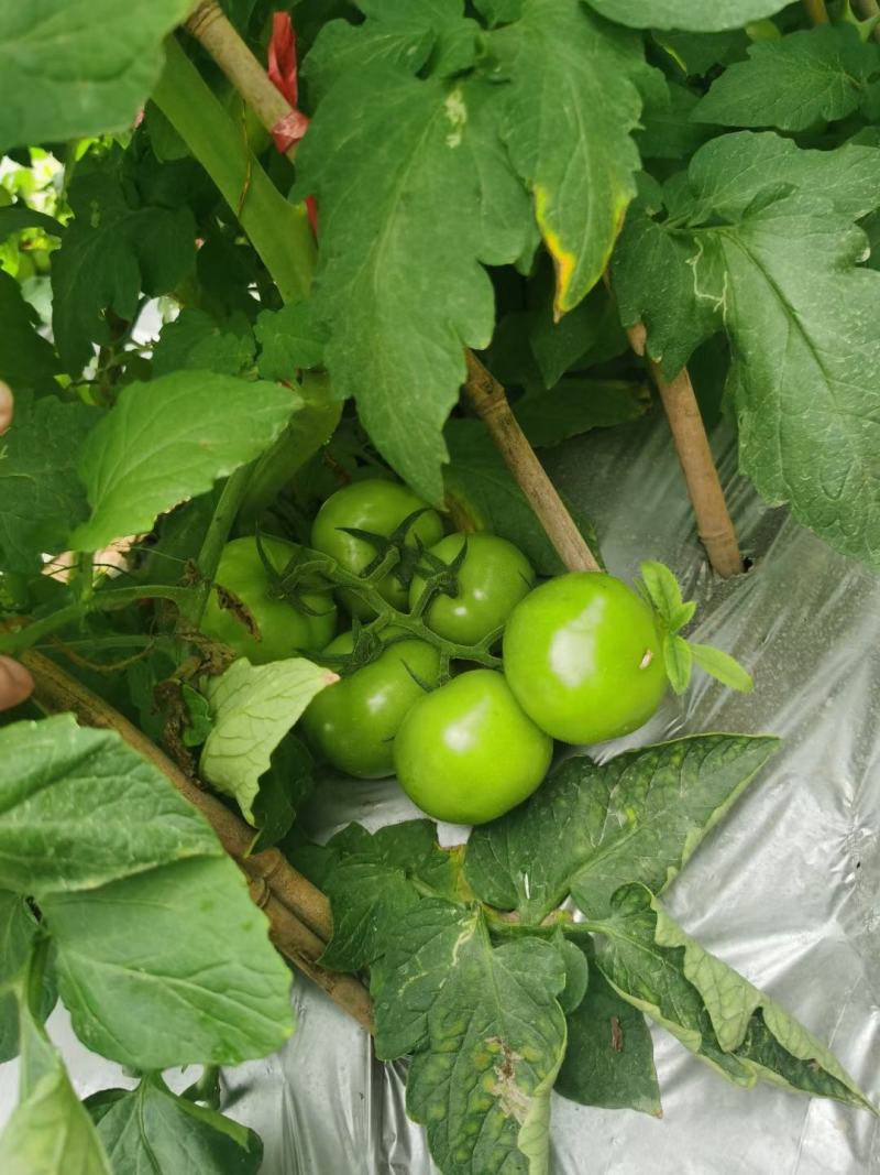 小金豆，长豆角偏豆无筋豆大量有货