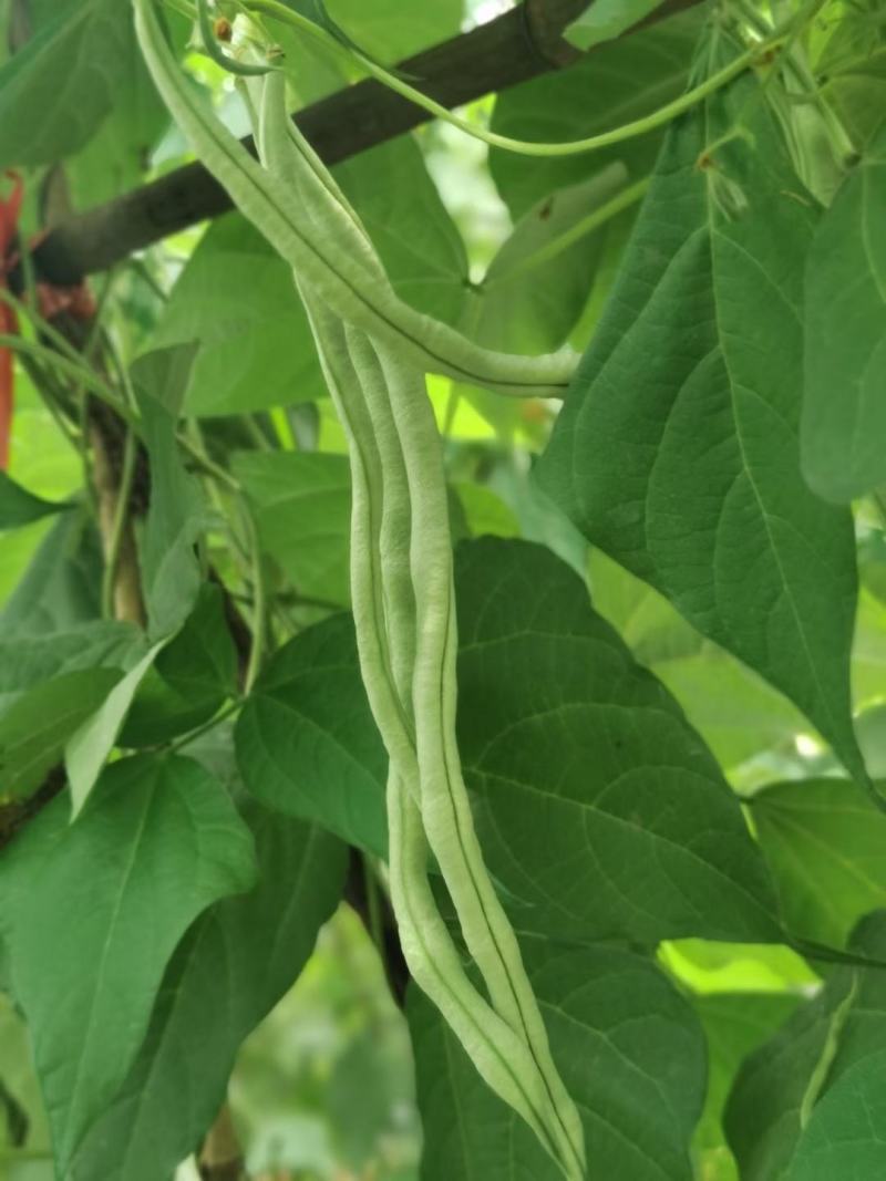 小金豆，长豆角偏豆无筋豆大量有货