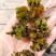 麦黄草，大量出售.量大从优！