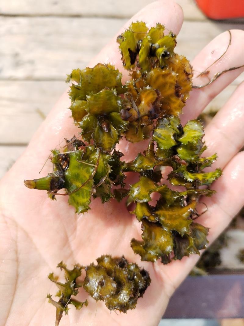麦黄草，大量出售.量大从优！