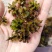 麦黄草，大量出售.量大从优！