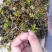 麦黄草，大量出售.量大从优！