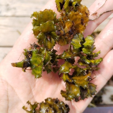 麦黄草，大量出售.量大从优！