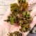 麦黄草，大量出售.量大从优！