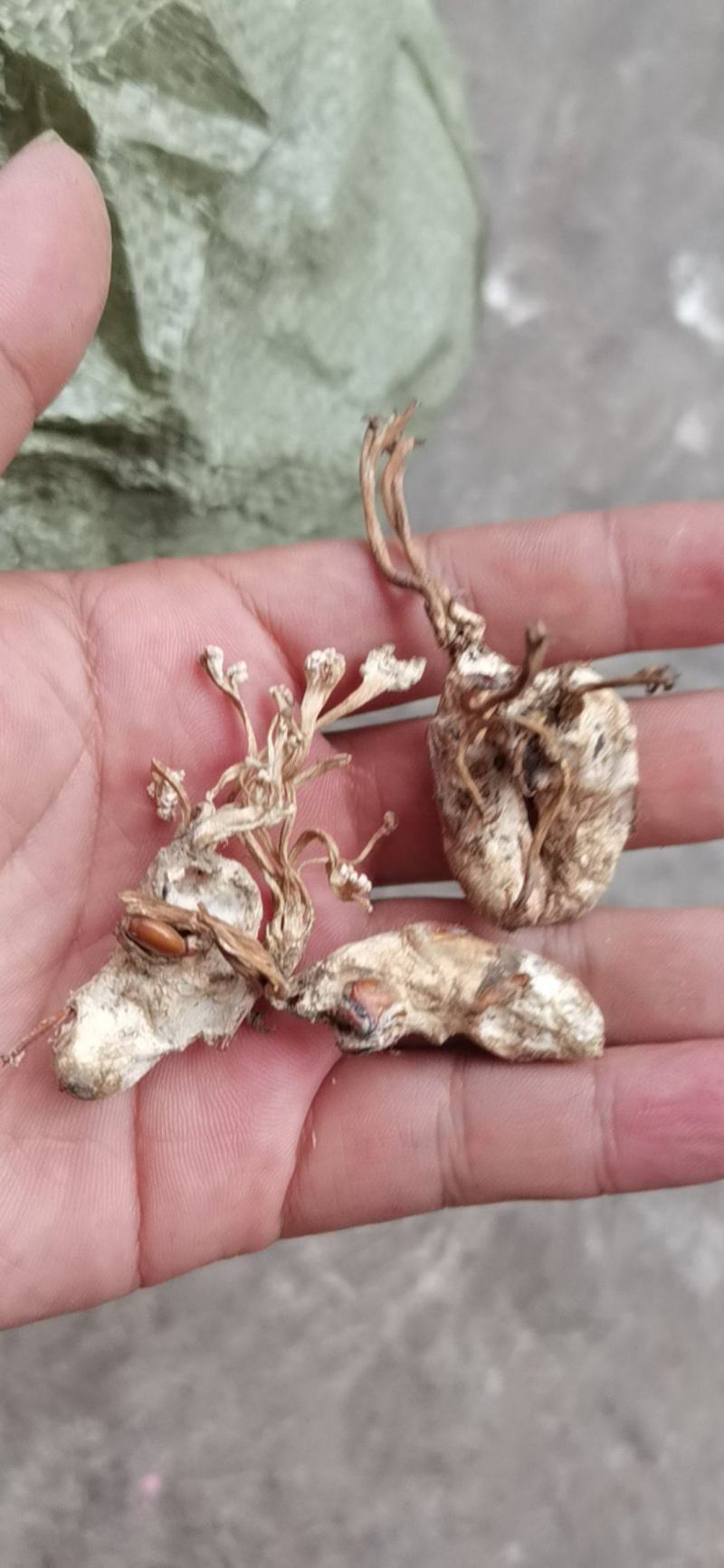 金蝉花产新