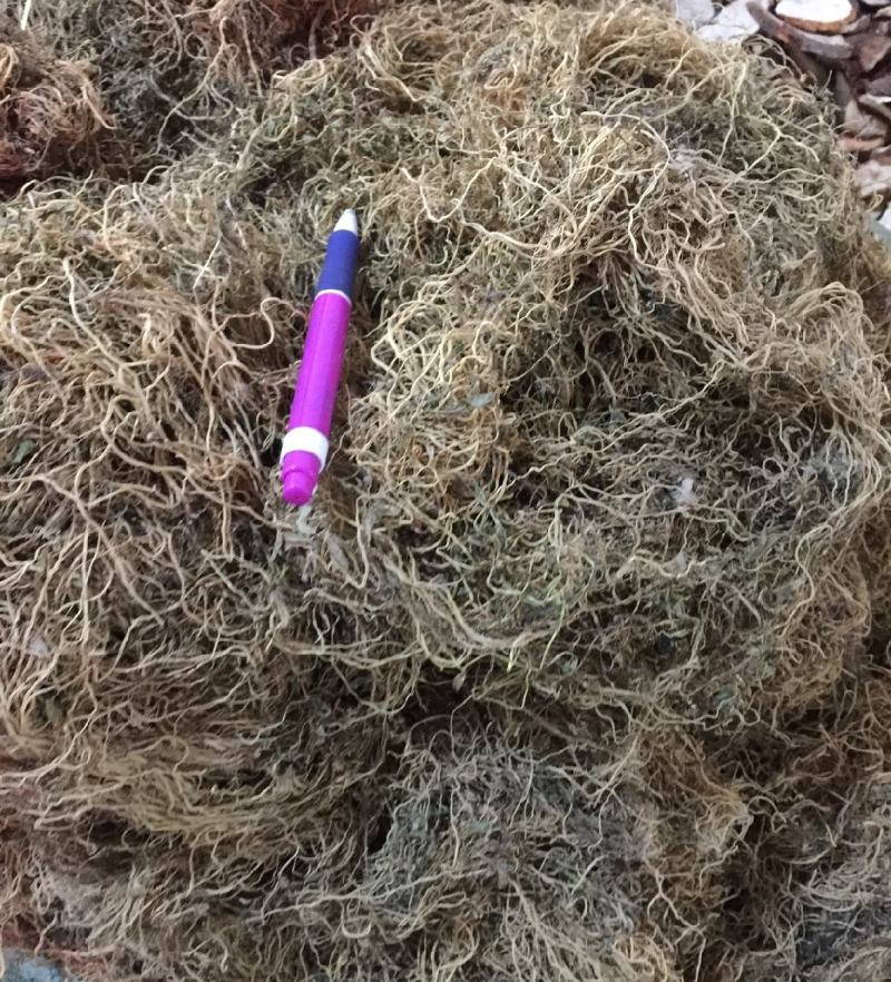 半边莲统装500g产地广西振兴药材购销站量大从优