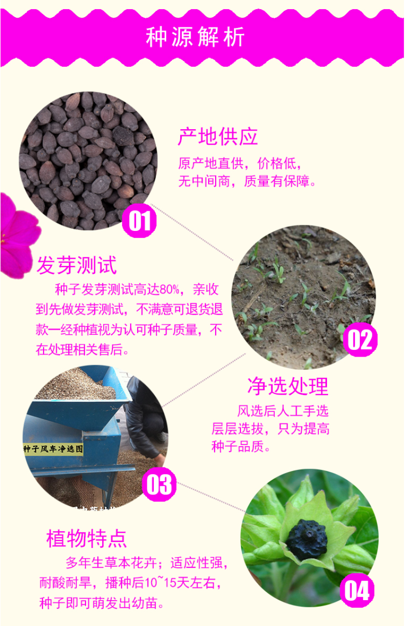 紫茉莉种地雷花鲜花籽紫色花草胭脂花宿根花卉多年生景观花海