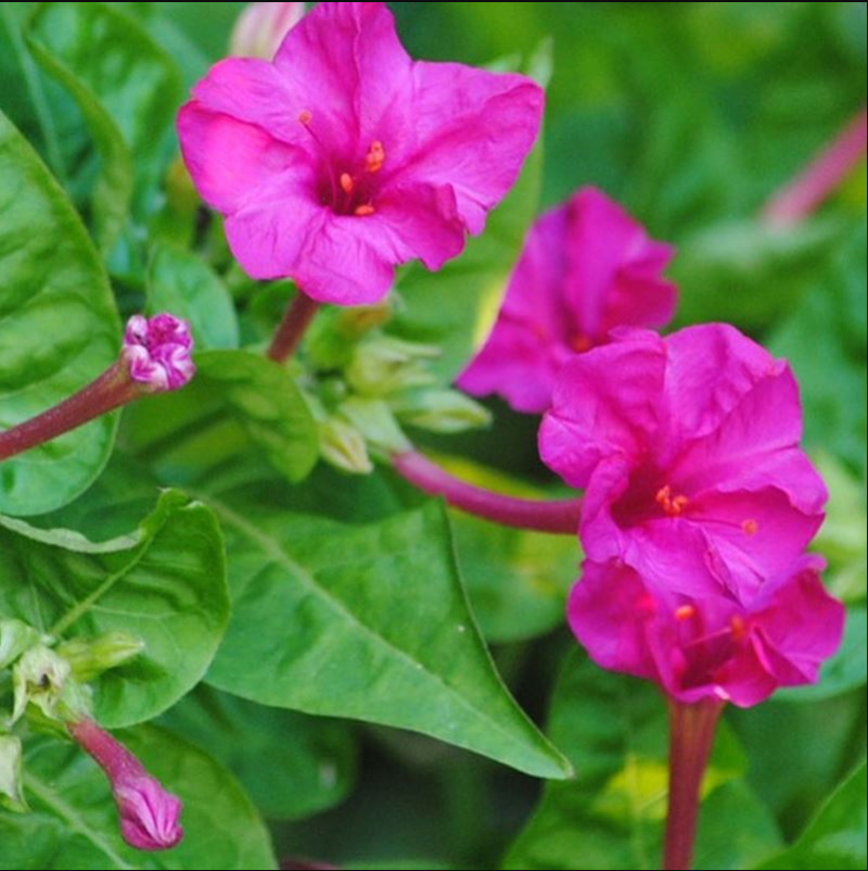 紫茉莉种地雷花鲜花籽紫色花草胭脂花宿根花卉多年生景观花海