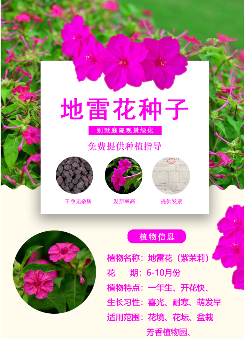 紫茉莉种地雷花鲜花籽紫色花草胭脂花宿根花卉多年生景观花海