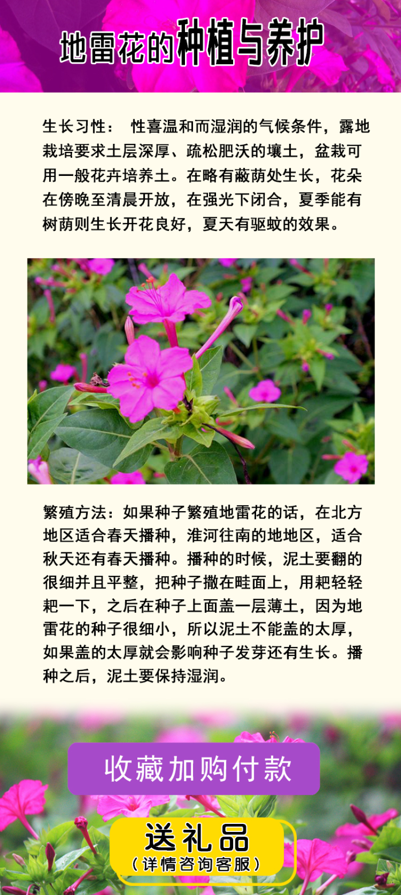 紫茉莉种地雷花鲜花籽紫色花草胭脂花宿根花卉多年生景观花海
