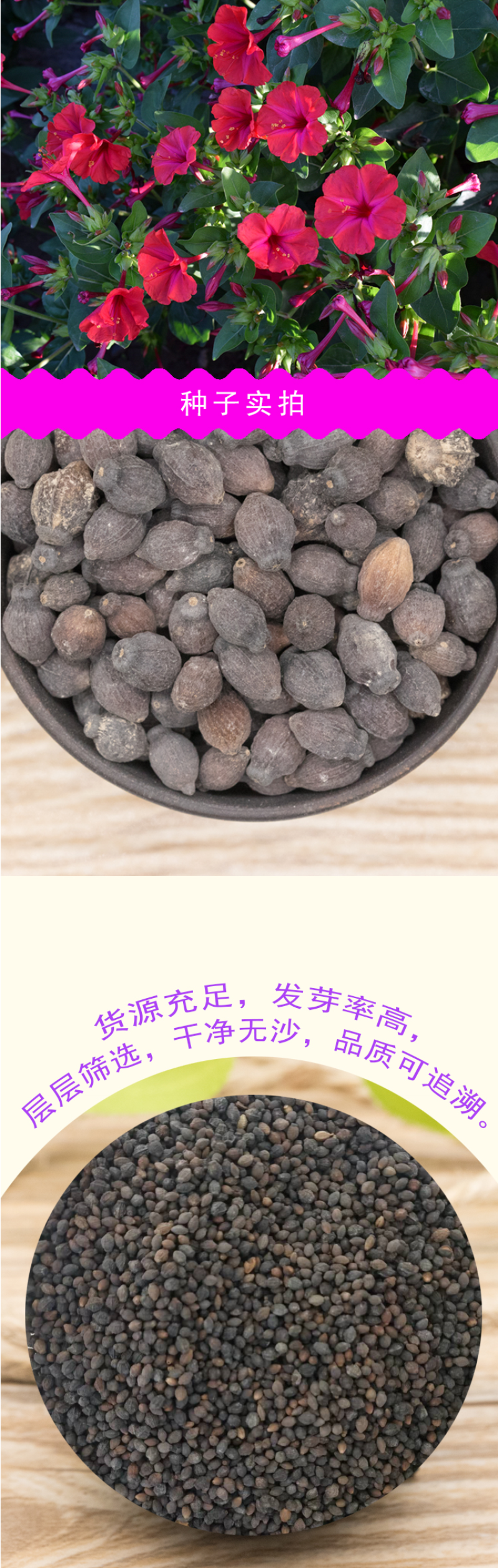 紫茉莉种地雷花鲜花籽紫色花草胭脂花宿根花卉多年生景观花海
