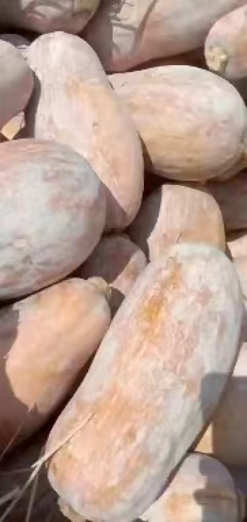 湖南湖北金翰密本南瓜盘龙南瓜贝贝南瓜产地直发滨州市惠民县