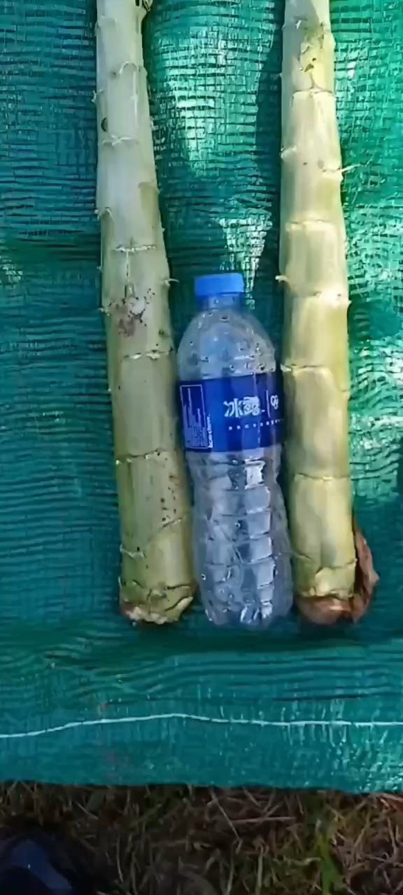 阿坝州松潘县优质三青莴笋，长期供应，质优价廉
