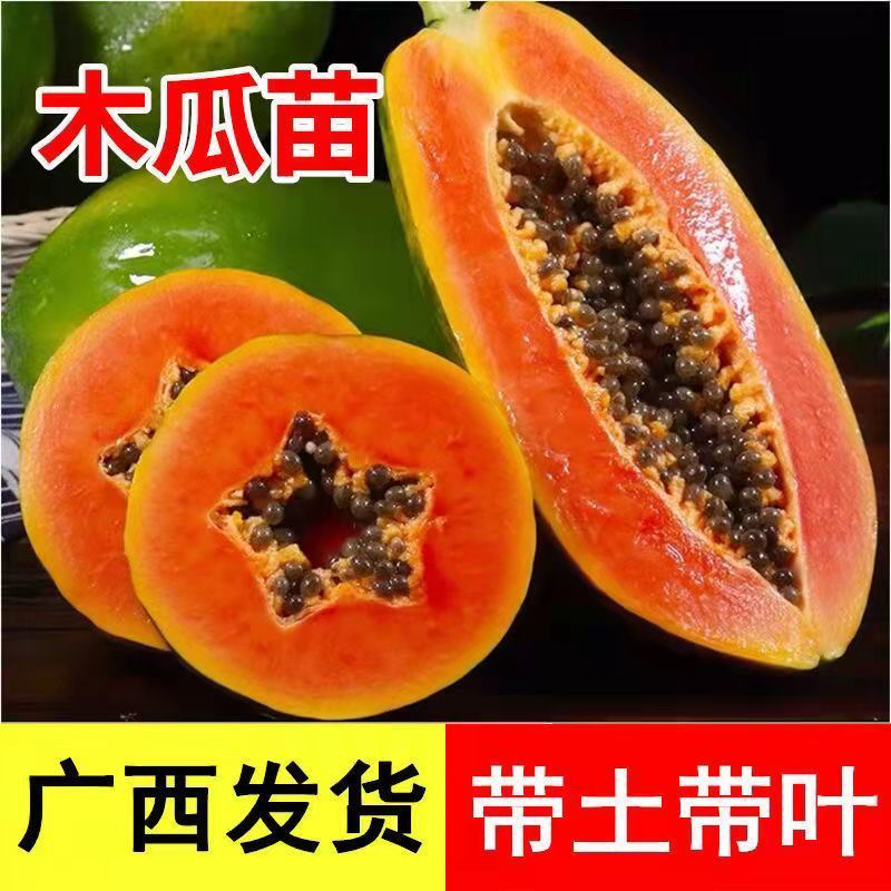 红心木瓜苗红肉大青木瓜苗