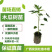 红心木瓜苗红肉大青木瓜苗