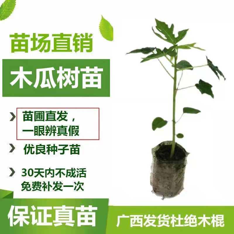 红心木瓜苗红肉大青木瓜苗