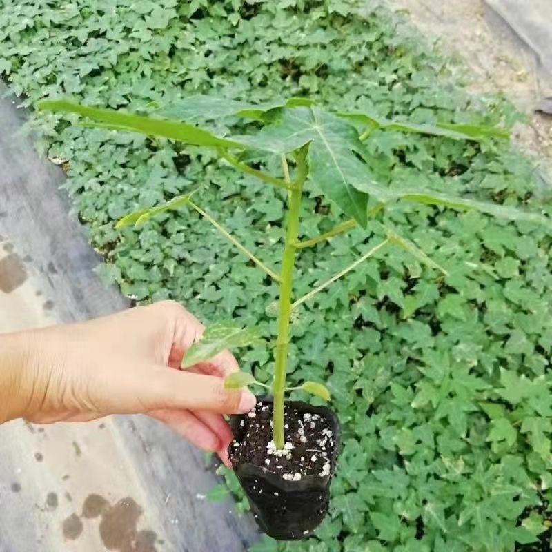 红心木瓜苗红肉大青木瓜苗