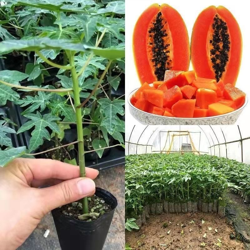 红心木瓜苗红肉大青木瓜苗