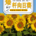 向日葵种子观赏食用太阳花葵花籽四季易活阳台盆栽庭院花海