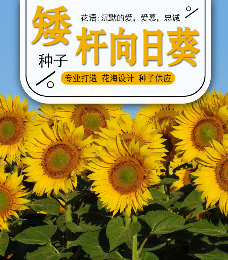 向日葵种子观赏食用太阳花葵花籽四季易活阳台盆栽庭院花海